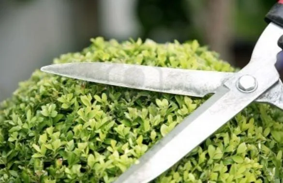 Professional lawn mowing service in Mountain Brook, AL - Mountain Brook Lawn Care and Maintenance