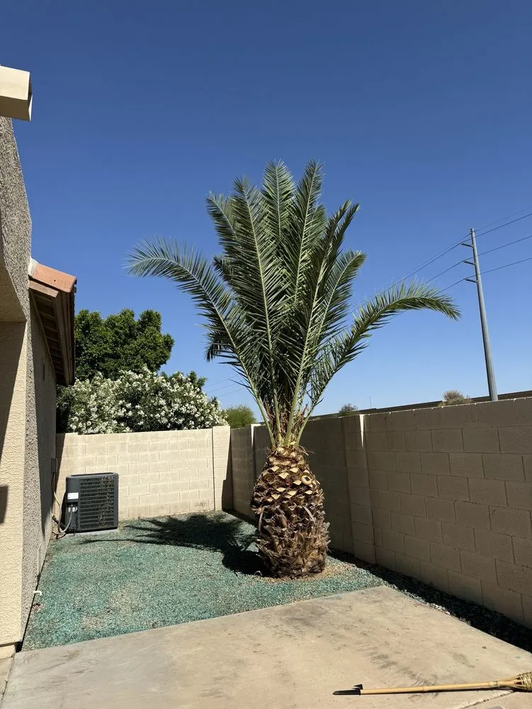 Trusted outdoor landscaping for year-round maintenance in Chandler, AZ by Mountain Eagle Landscaping