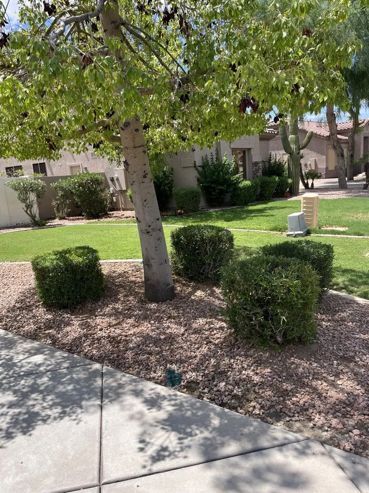 Reliable landscaping services for beautiful yards in Chandler, AZ by Mountain Eagle Landscaping