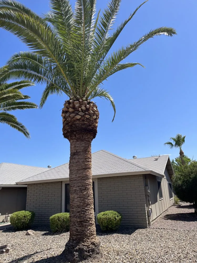 Top-rated landscape installation in Chandler, AZ - Mountain Eagle Landscaping