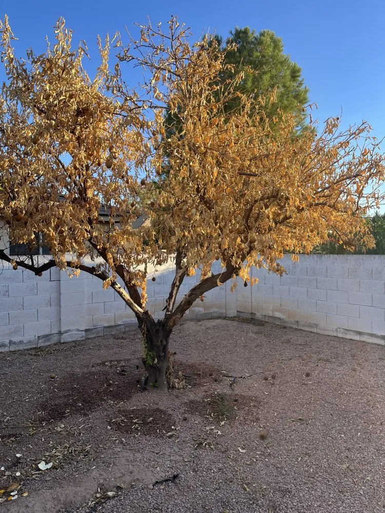 Trusted yard maintenance for outdoor upgrades in Chandler, AZ by Mountain Eagle Landscaping