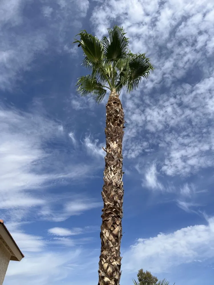 Top-rated yard maintenance in Chandler, AZ by Mountain Eagle Landscaping