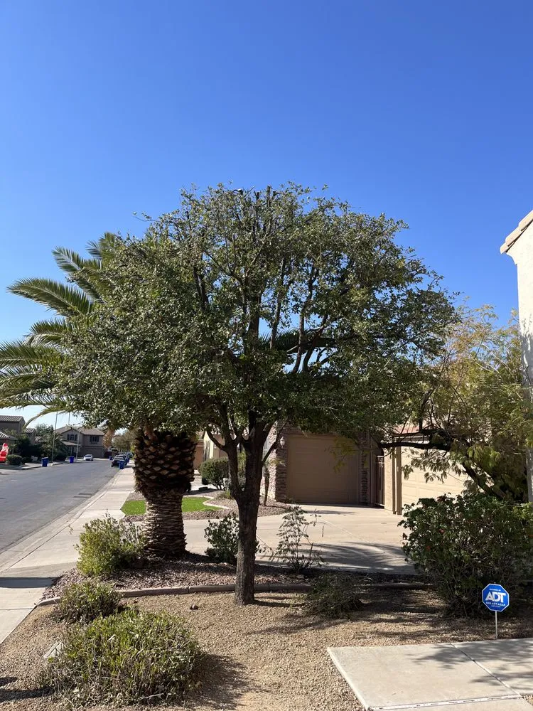 Custom landscape design in Chandler, AZ - Mountain Eagle Landscaping