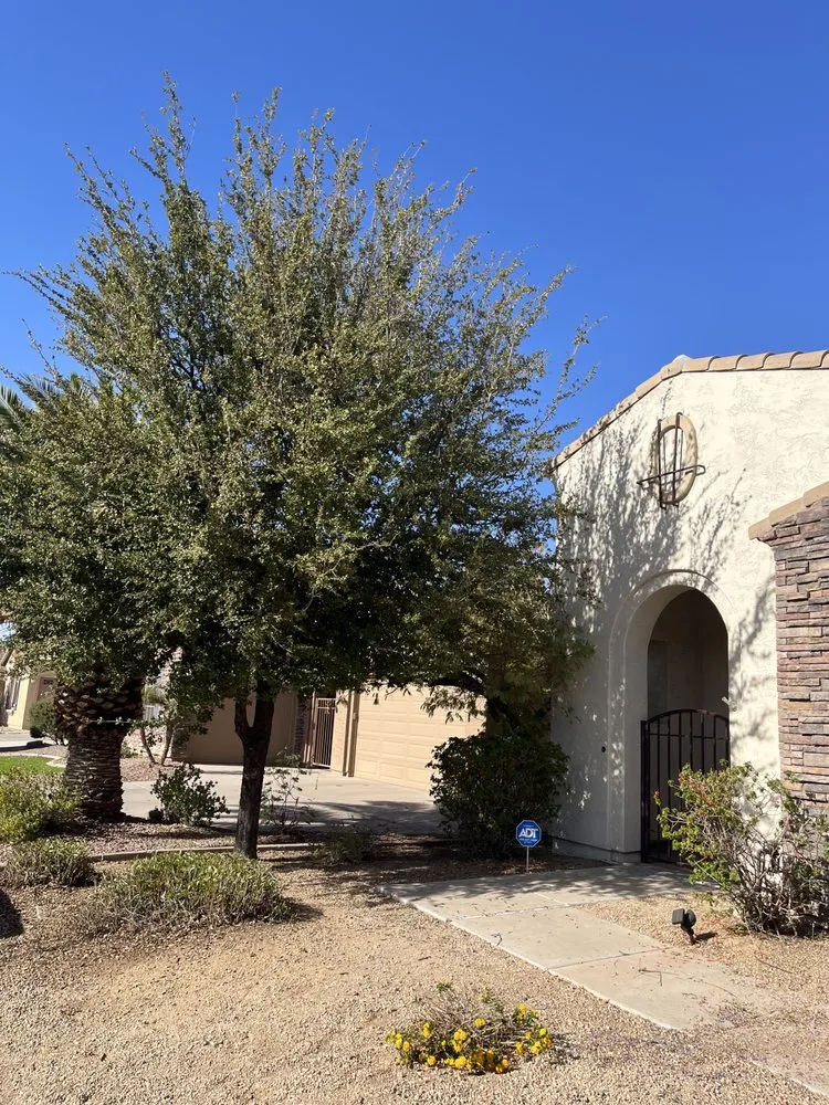 Trusted residential landscaping in Chandler, AZ - Mountain Eagle Landscaping