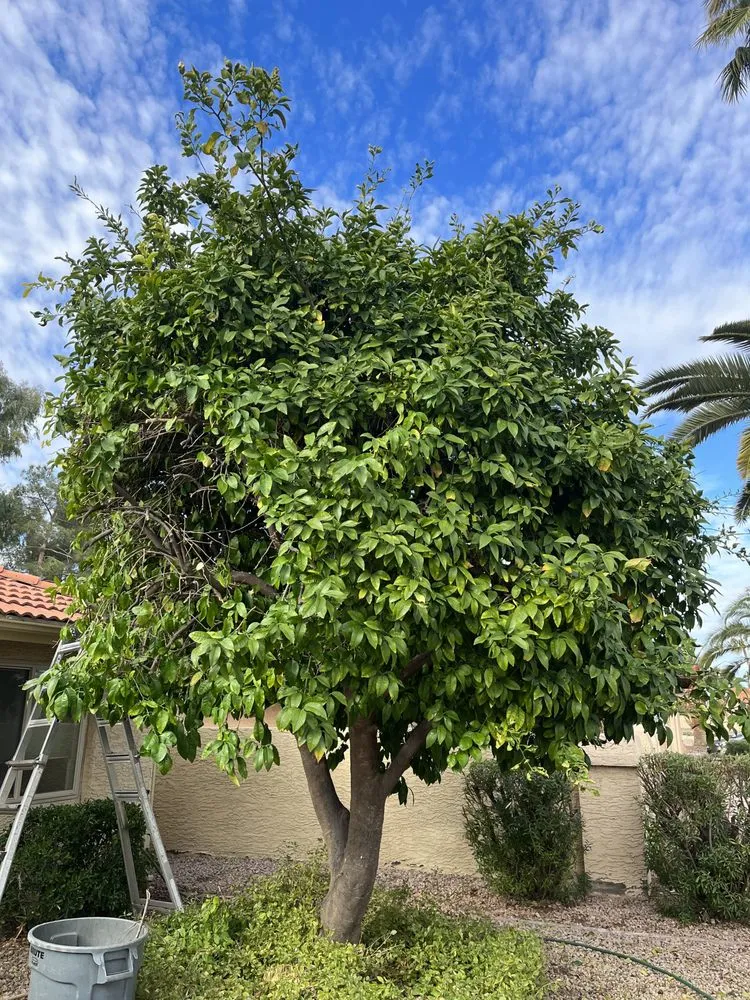 Custom landscape installation for homes across Chandler, AZ - Mountain Eagle Landscaping