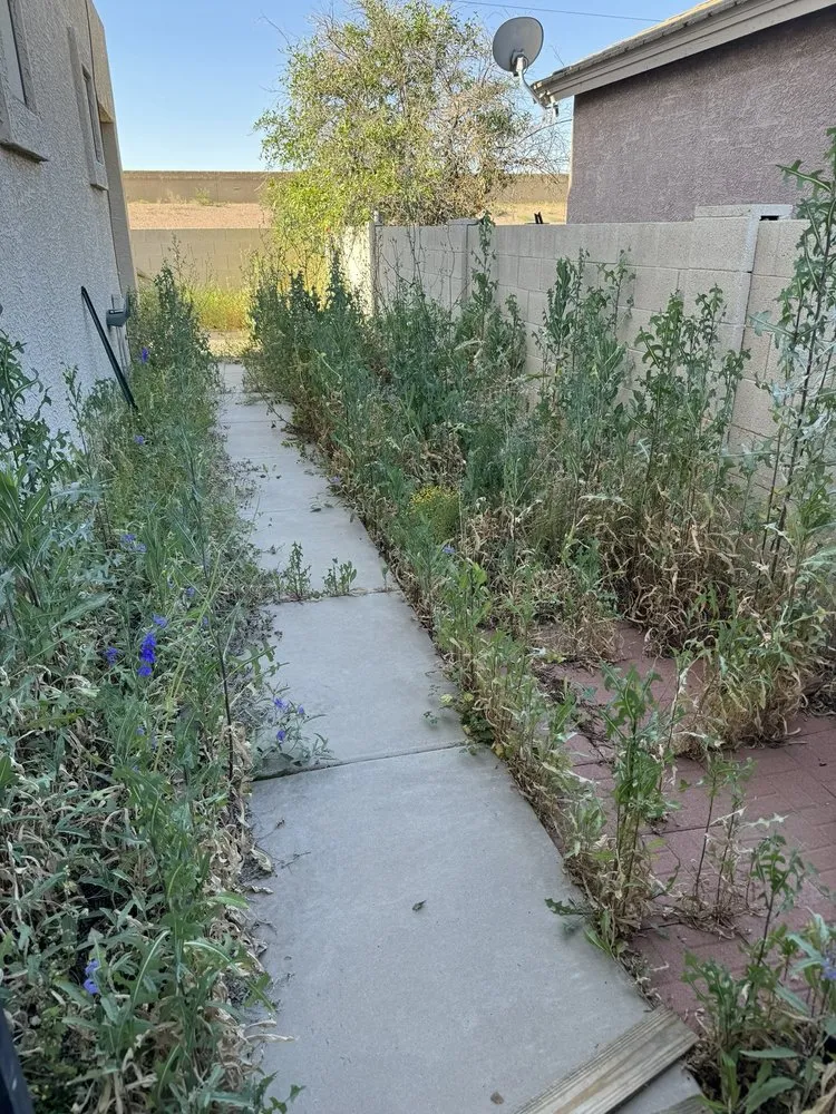 Local lawn mowing service for year-round maintenance in Chandler, AZ by Mountain Eagle Landscaping