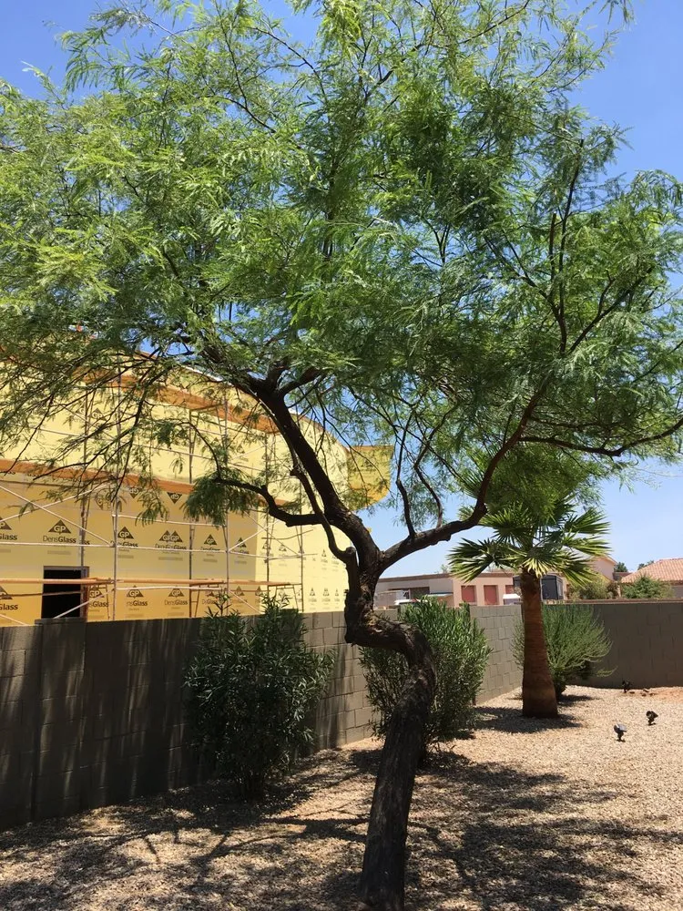 Professional lawn mowing service near you across Chandler, AZ - Mountain Eagle Landscaping