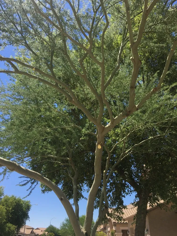 Local landscape design in Chandler, AZ - Mountain Eagle Landscaping