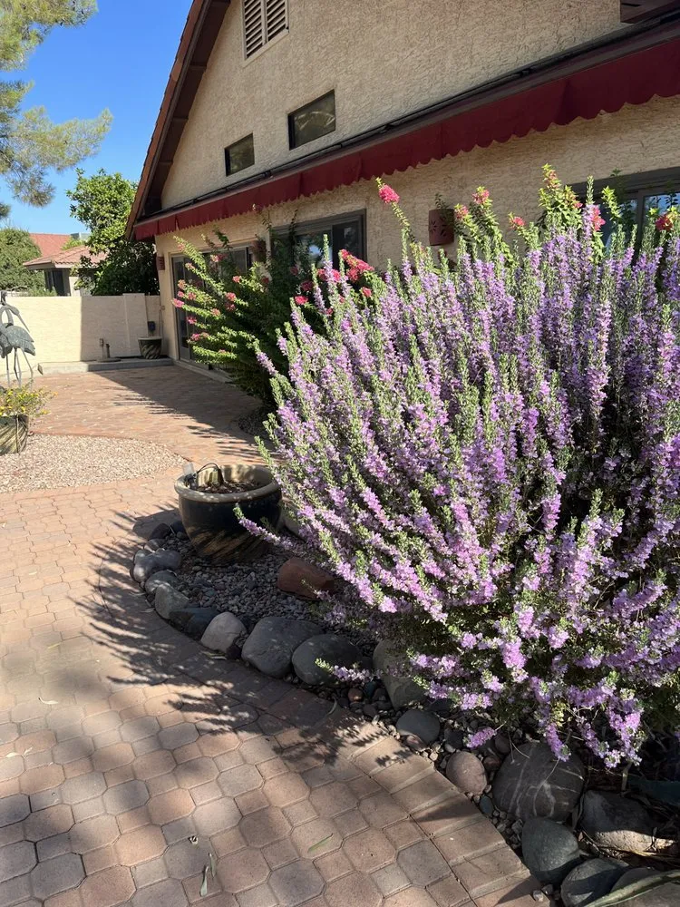 Expert yard maintenance for year-round maintenance in Chandler, AZ by Mountain Eagle Landscaping