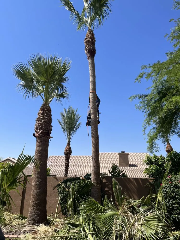 Affordable landscape design for year-round maintenance in Chandler, AZ by Mountain Eagle Landscaping