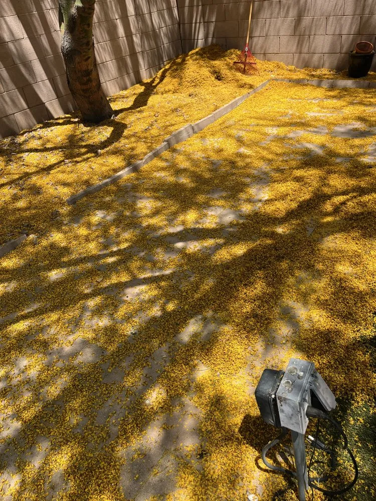 Expert residential landscaping in Chandler, AZ by Mountain Eagle Landscaping