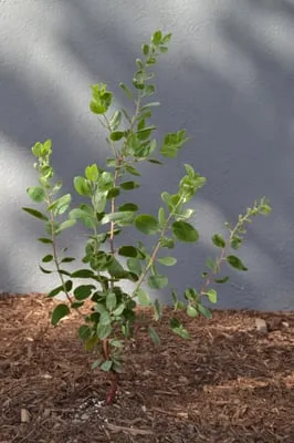 Mountain Goat Landscape Logo