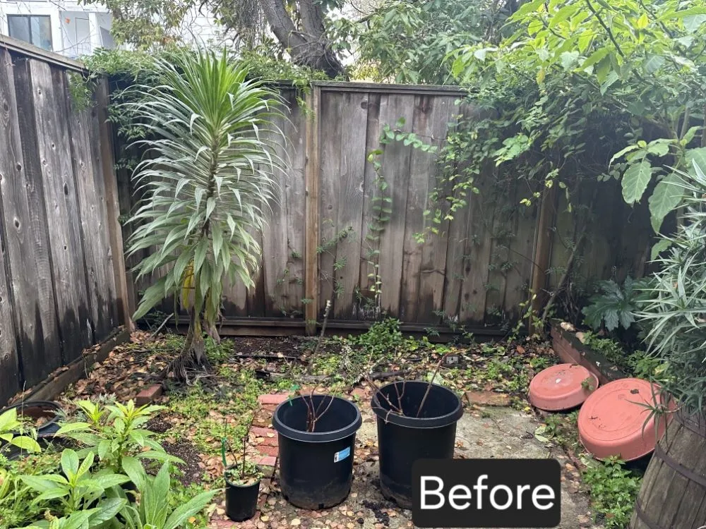 Custom yard cleanup service in Rancho Cordova, CA by Mountain Herbs and Spices
