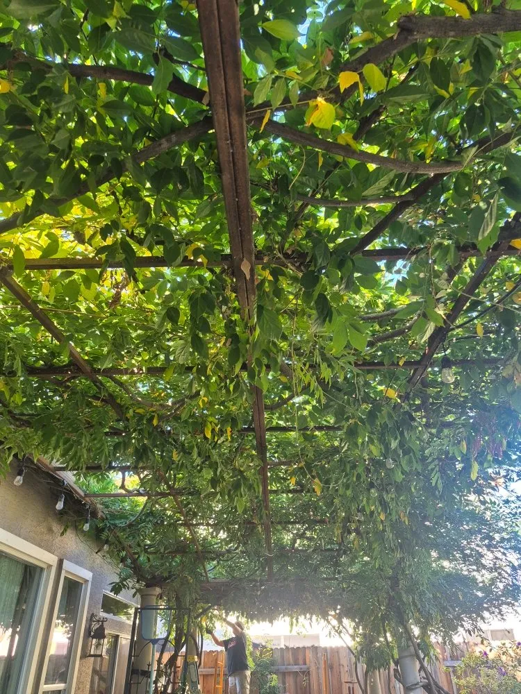 Expert residential landscaping experts serving Rancho Cordova, CA - Mountain Herbs and Spices