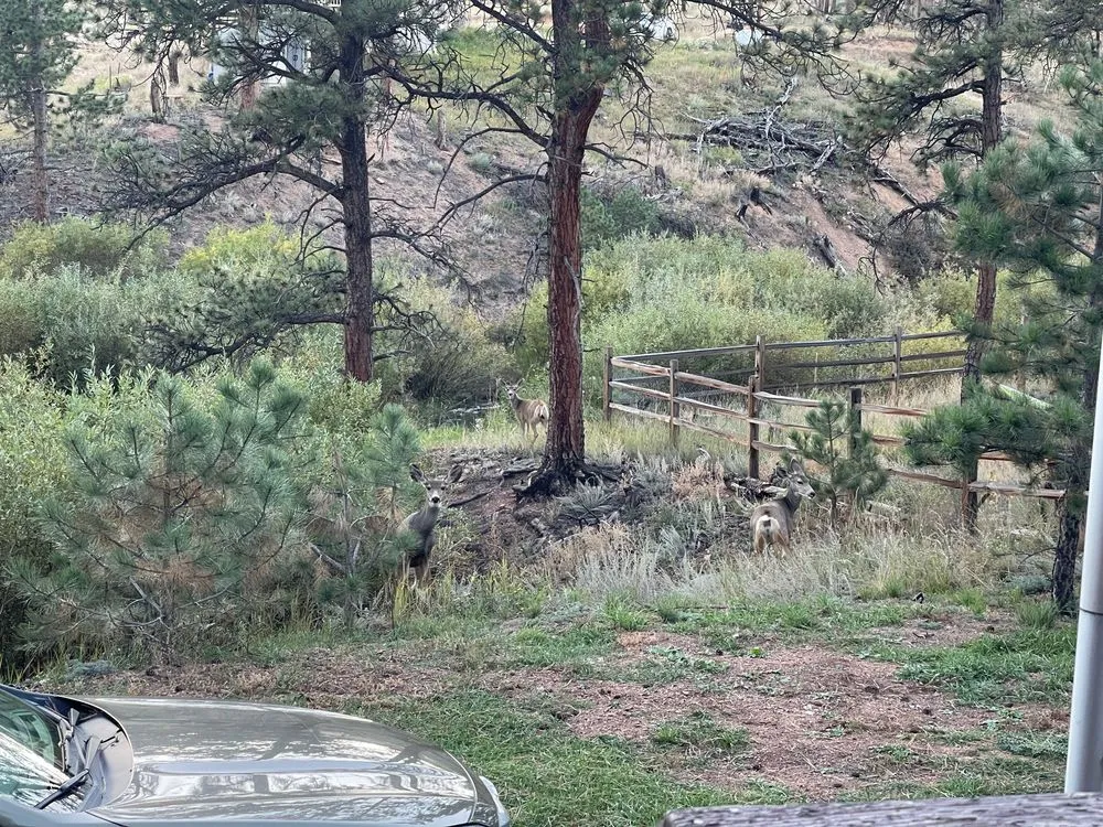 Expert garden landscaping in Woodland Park, CO by Mountain High Creations