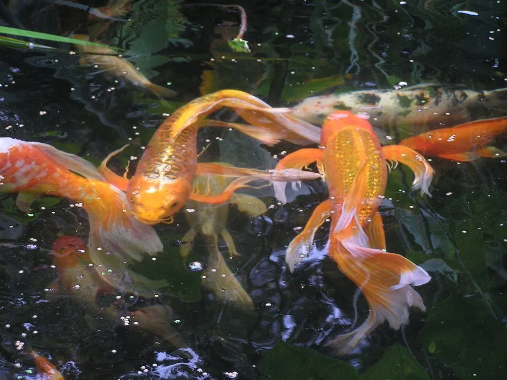 Local yard maintenance for residential properties across Swannanoa, NC - Mountain Landscapes