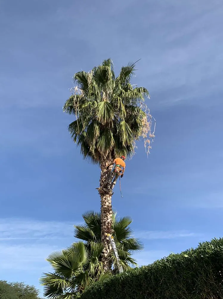 Professional outdoor landscaping with custom design across Tucson, AZ - Mountain Lion Landscape And Design