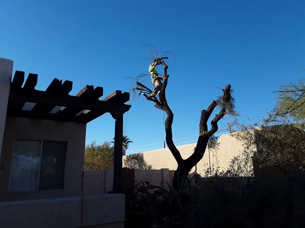 Affordable landscape installation in Tucson, AZ by Mountain Lion Landscape And Design