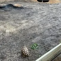 Local lawn care service near you across Olive Branch, MS - Mountain Man Lawn Care