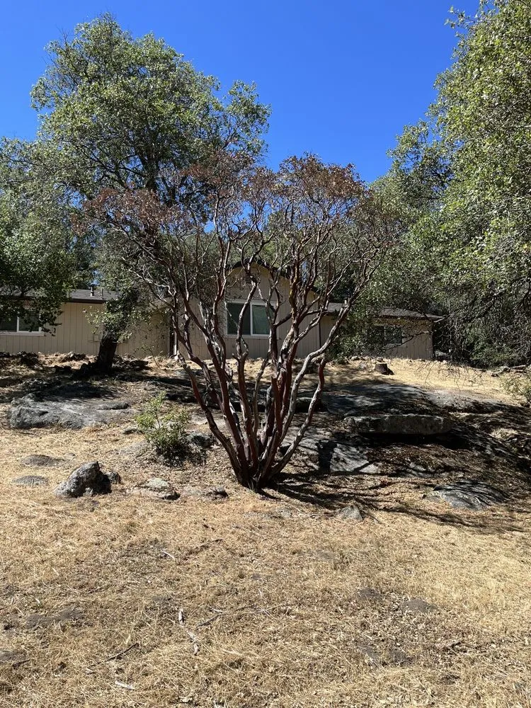 Professional landscape installation in Fresno, CA - Mountain Management