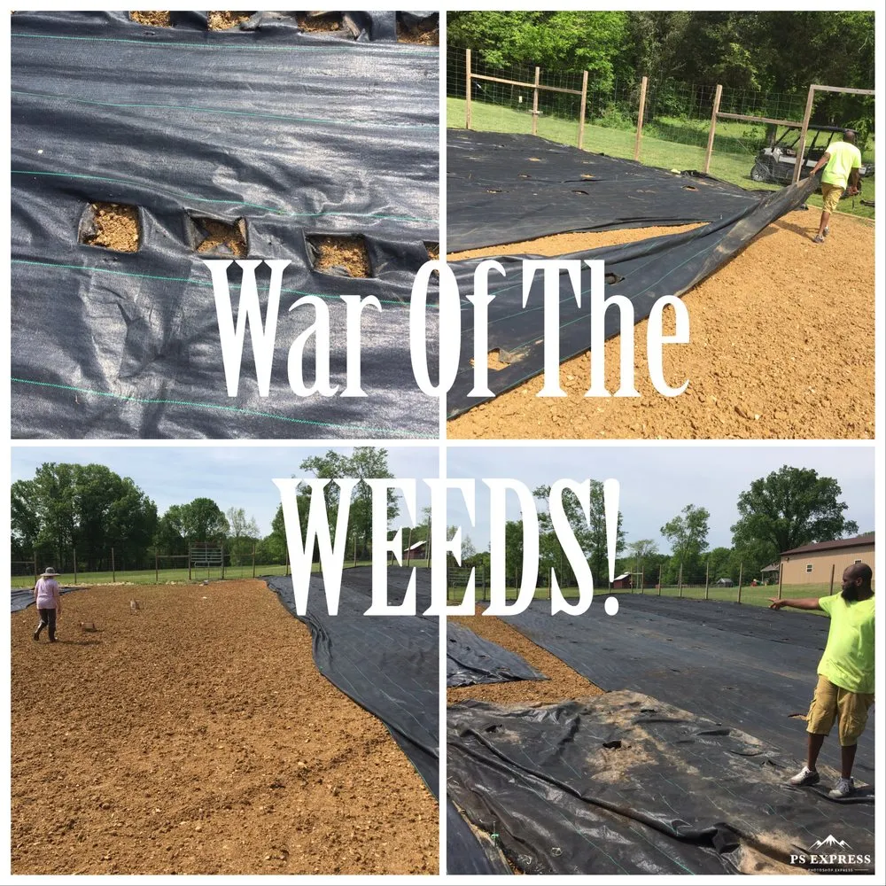 Top-rated landscaping services for year-round maintenance across Franklin, TN - Mountain Movers