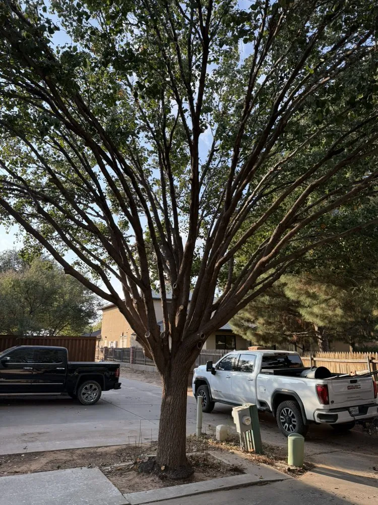 Local residential landscaping for year-round maintenance in Lubbock, TX by Mountain Movers Landscape Fence & Tree