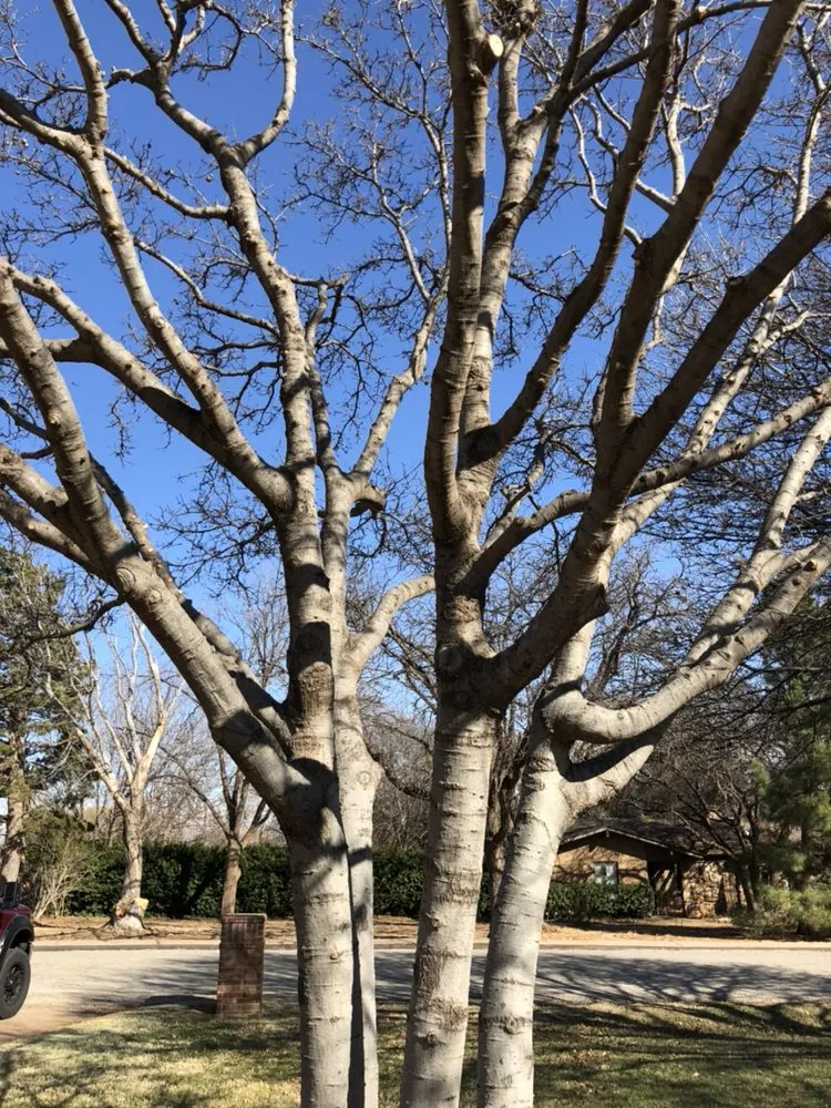 Local garden landscaping in Lubbock, TX - Mountain Movers Landscape Fence & Tree