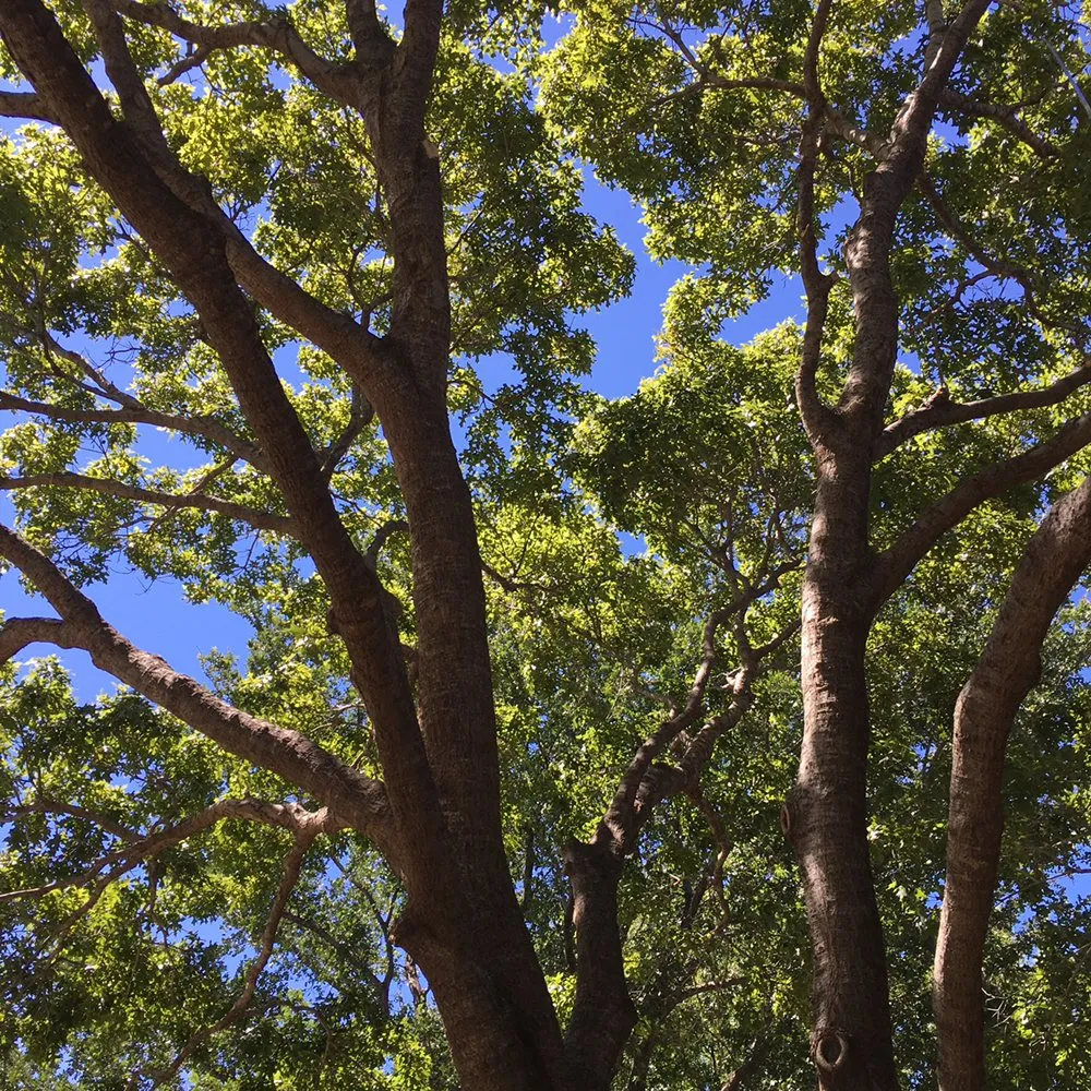 Trusted landscape design for beautiful yards across Lubbock, TX - Mountain Movers Landscape Fence & Tree