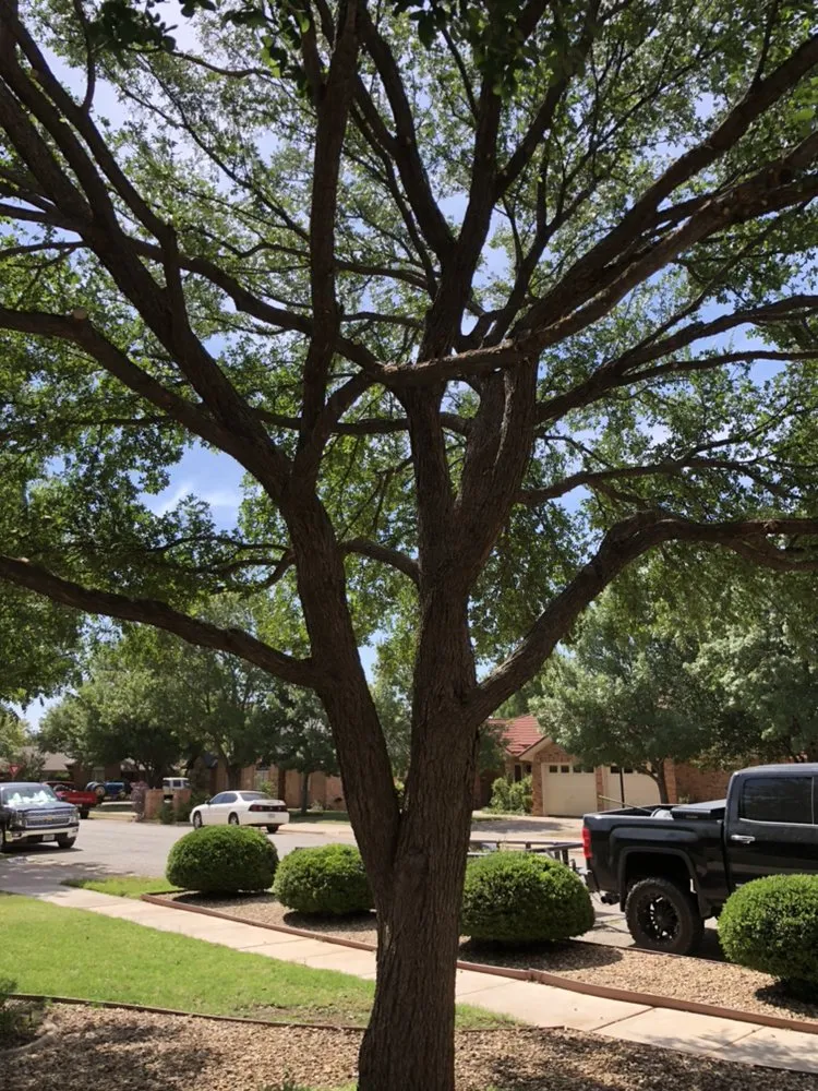 Expert lawn care service for year-round maintenance across Lubbock, TX - Mountain Movers Landscape Fence & Tree