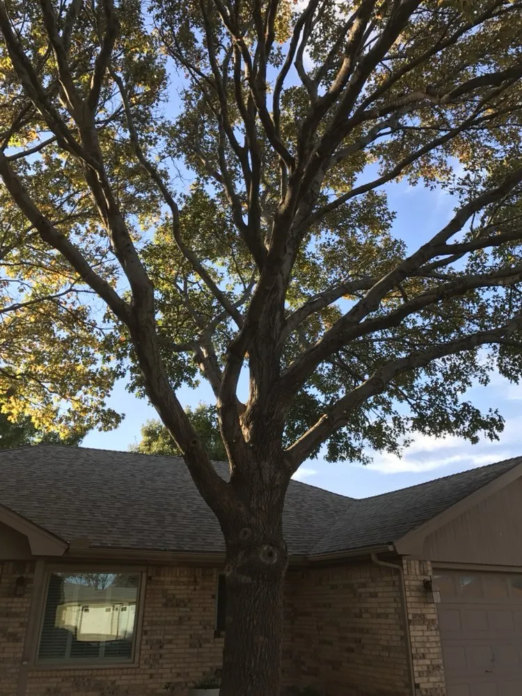 Top-rated landscape design in Lubbock, TX by Mountain Movers Landscape Fence & Tree