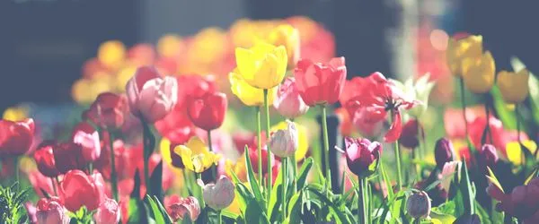 Mountain Organic Landscaping & Irrigation