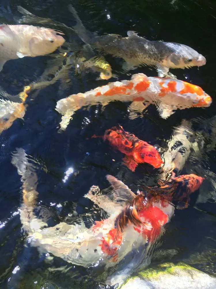 Professional landscape design for residential properties in Lake Arrowhead, CA by Mountain Ponds