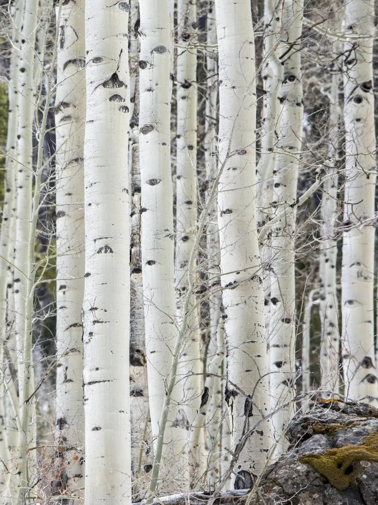 Affordable outdoor landscaping for outdoor upgrades in Avon, CO by Mountain Properties & Landscapes