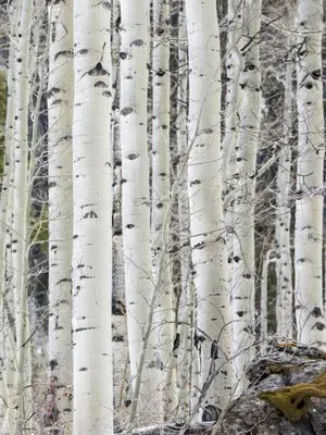 Mountain Properties & Landscapes