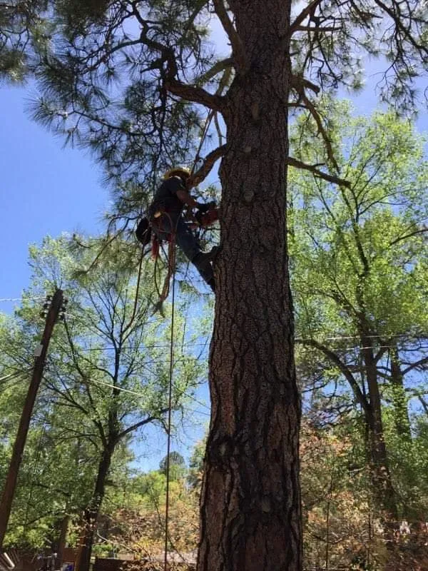 Trusted landscaping services in Paulden, AZ by Mountain Range Tree Expert