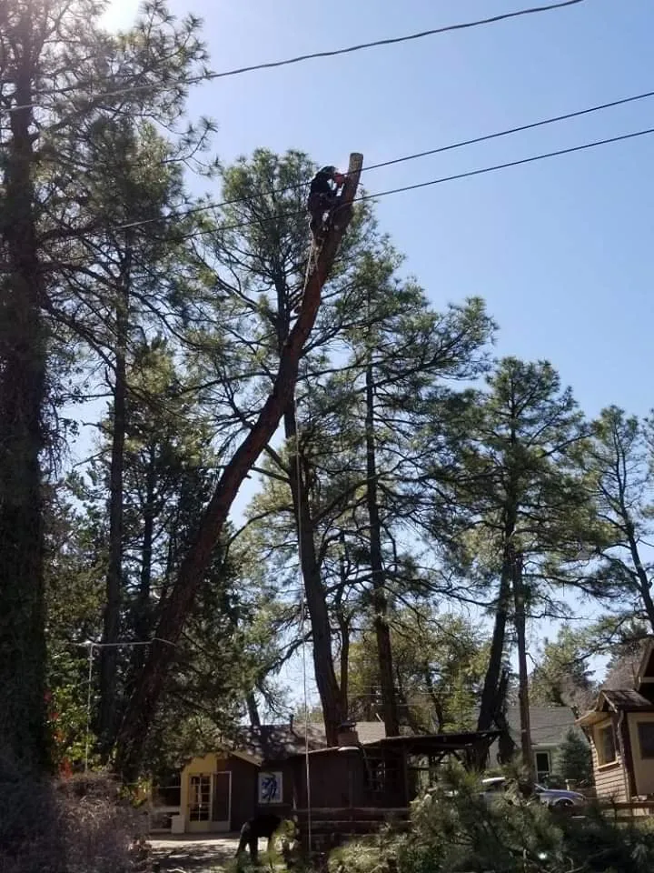 Trusted garden landscaping experts serving Paulden, AZ - Mountain Range Tree Expert