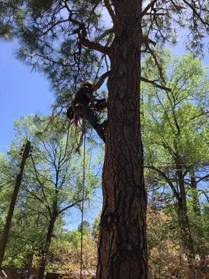 Mountain Range Tree Expert