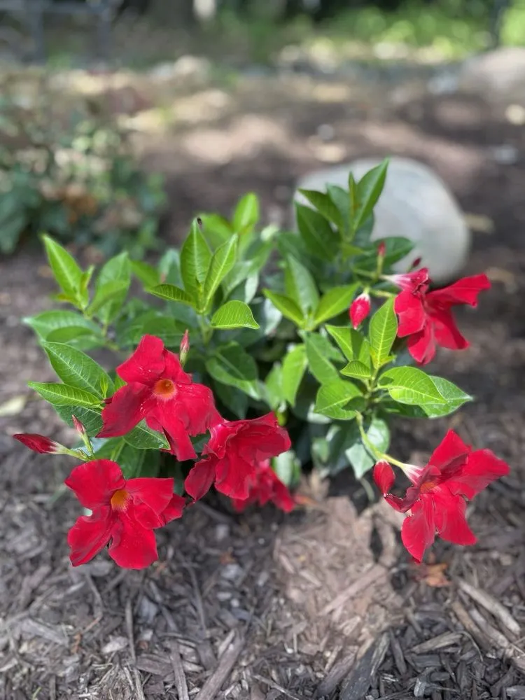 Reliable lawn mowing service for beautiful yards in Elmwood Park, NJ by Mountain Ridge Landscaping Maintenance & Design