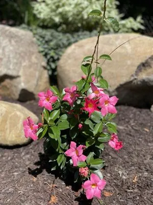 Mountain Ridge Landscaping Maintenance & Design