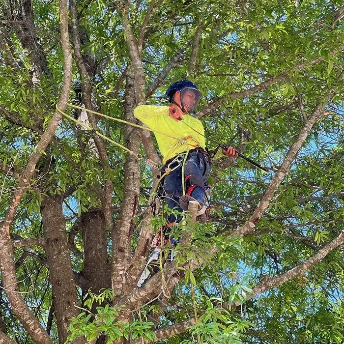 Trusted lawn care service in Gatlinburg, TN - Mountain Thicket Landscaping & Tree Services