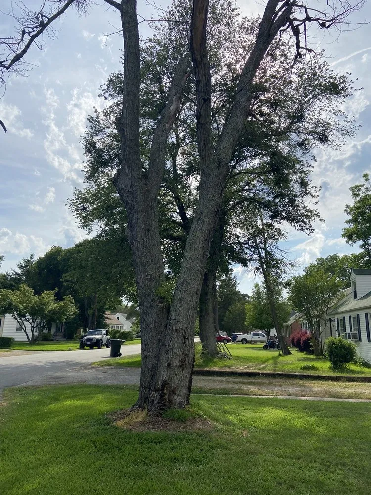 Affordable residential landscaping experts serving Yorktown, VA - Mountain To Sea Tree Service