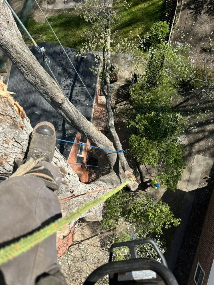 Professional landscaping services near you in Yorktown, VA by Mountain To Sea Tree Service