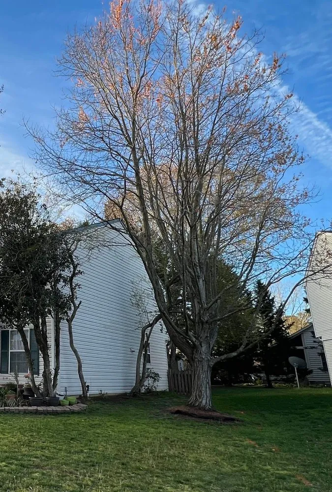 Affordable yard maintenance in Yorktown, VA - Mountain To Sea Tree Service