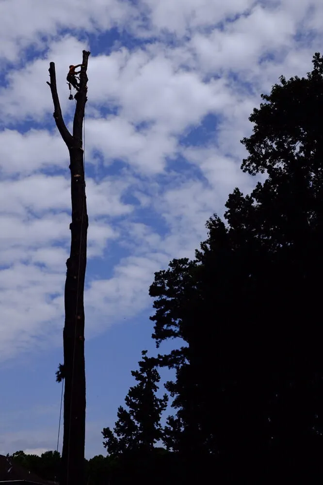 Trusted yard maintenance experts serving Yorktown, VA - Mountain To Sea Tree Service