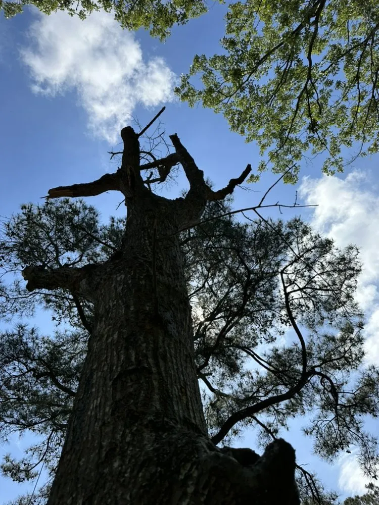 Reliable yard maintenance for beautiful yards across Yorktown, VA - Mountain To Sea Tree Service