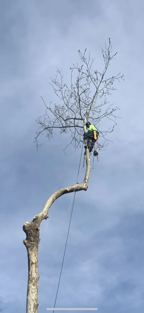Local residential landscaping in Yorktown, VA - Mountain To Sea Tree Service
