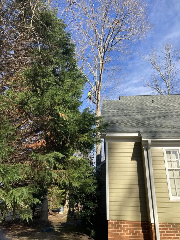 Expert landscaping services for beautiful yards in Yorktown, VA by Mountain To Sea Tree Service