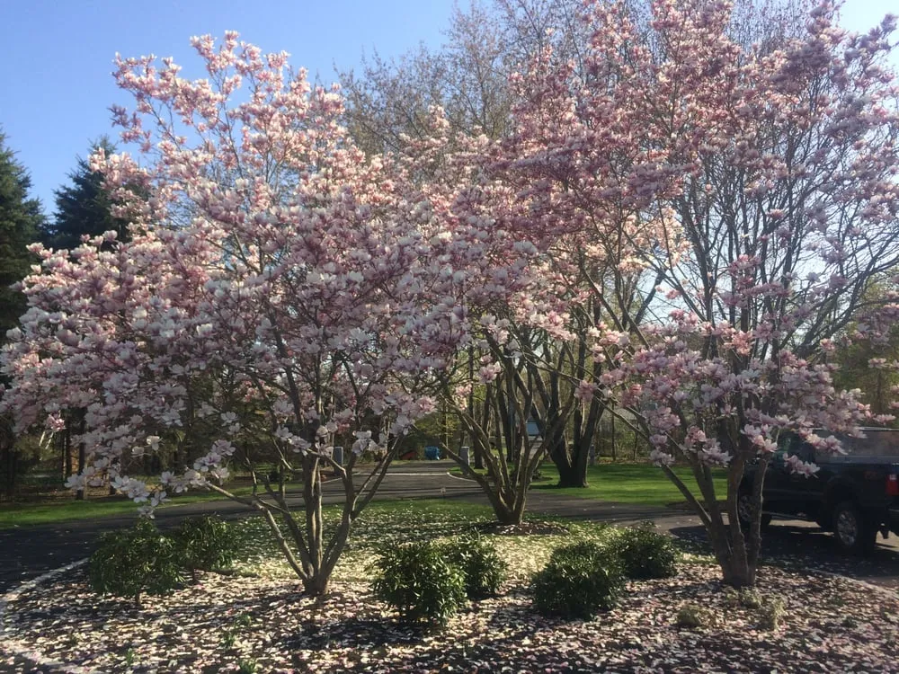 Affordable landscape installation near you in Amesbury, MA by Mountain Top Landscape Company