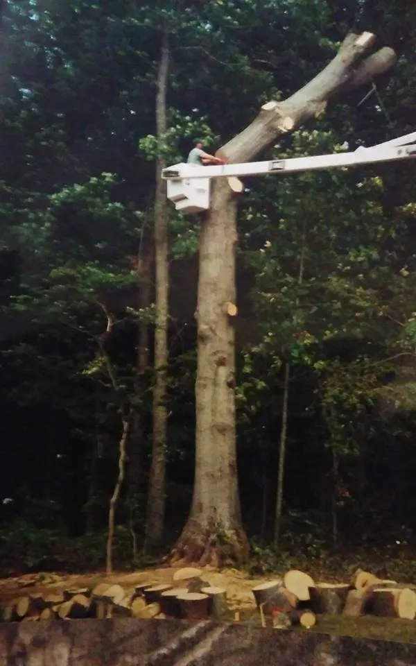 Professional residential landscaping in Culpeper, VA - Mountain Top Tree Service