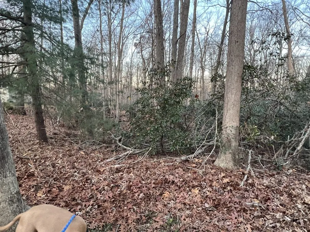 Reliable lawn care service for beautiful yards across Fredericksburg, VA - Mountain Valley Landscaping